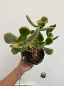 Crassula Ovata Variegata - Variegated Jade