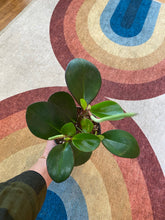 Load image into Gallery viewer, Peperomia - Clusiifolia - Red Margin