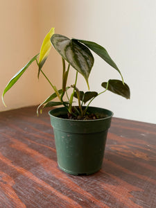 Philodendron Brandtianum