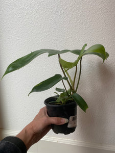 Philodendron "Florida Green" - 4"