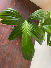 Load image into Gallery viewer, Philodendron Laciniatum