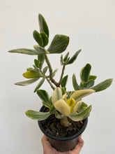 Load image into Gallery viewer, Crassula Ovata Variegata - Variegated Jade
