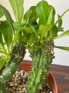 Euphorbia Neriifolia - Indian Spurge Treee