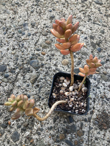 Premium Assorted Succulents - Local Pickup Only