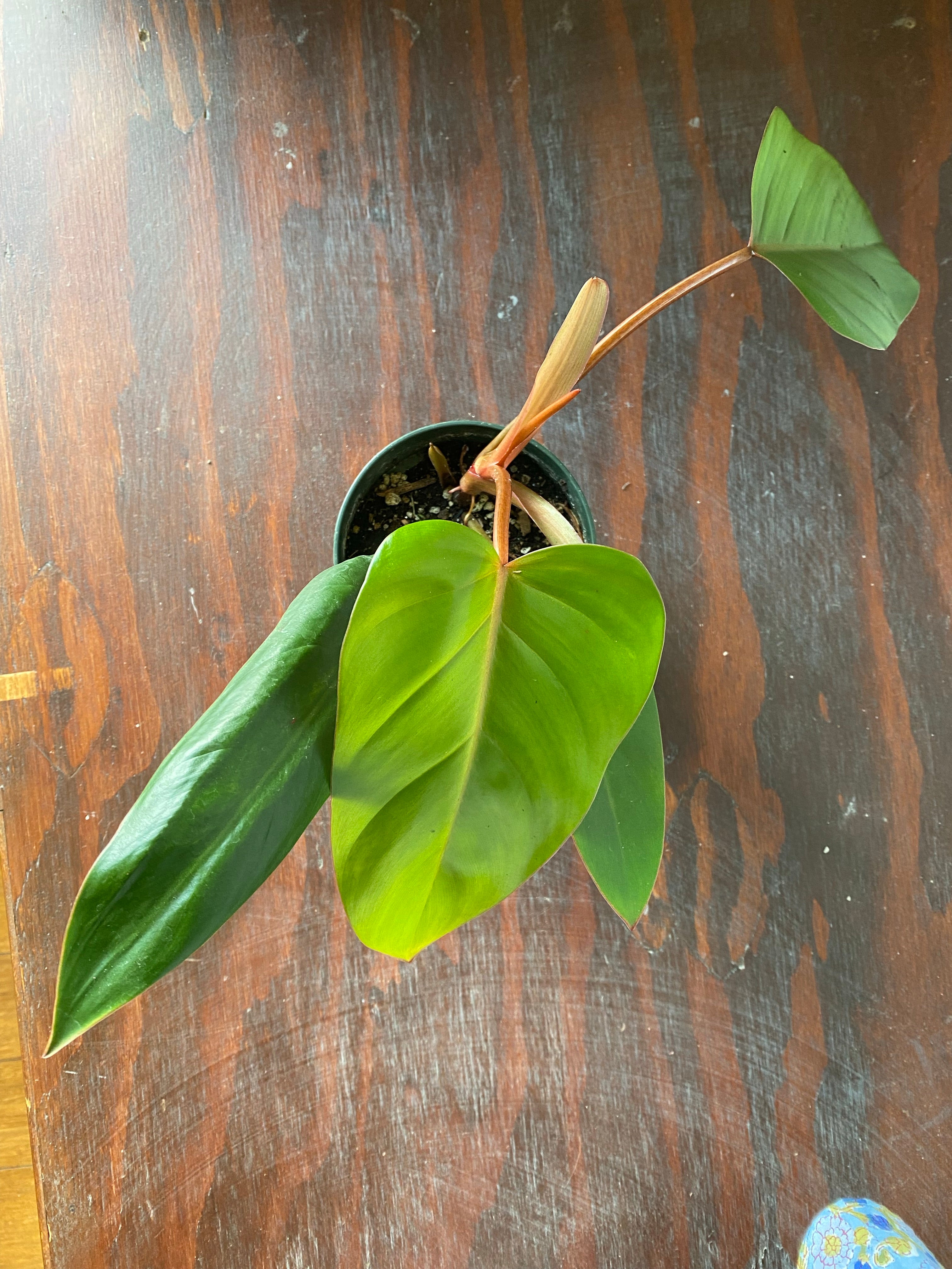 philodendron green emerald vs red emerald Philodendron Red Emerald