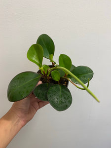 Peperomia - Clusiifolia - Red Margin