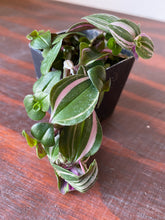 Load image into Gallery viewer, Tradescantia Fluminensis - Wandering Dude