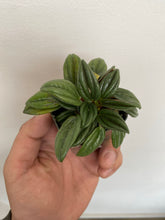 Load image into Gallery viewer, Peperomia - Caperata Rosso