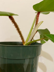 Philodendron Squamiferum