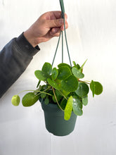 Load image into Gallery viewer, Pilea Peperomioides - Money Plant