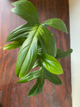 Load image into Gallery viewer, Philodendron Laciniatum