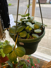 Load image into Gallery viewer, Peperomia - Hope
