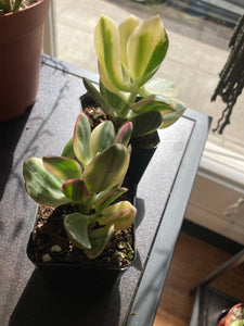 Crassula Ovata Variegata - Variegated Jade