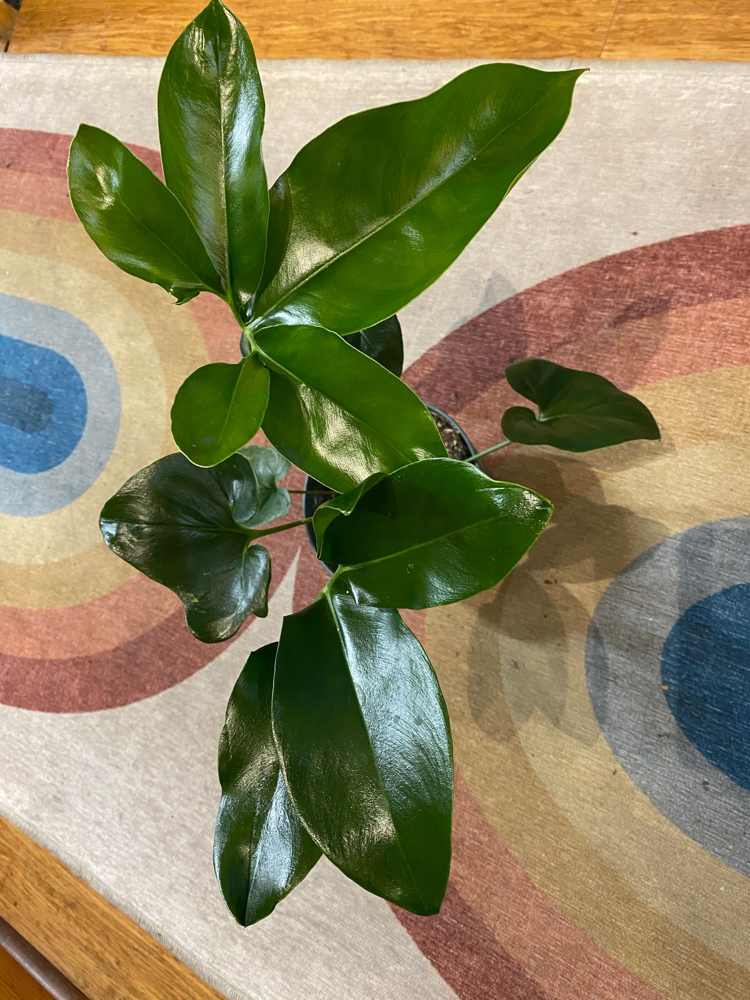 philodendron goeldii fun bun Philodendron Goeldii