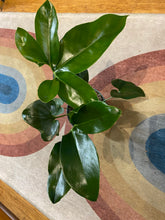 Load image into Gallery viewer, Philodendron Goeldii - Fun Bun