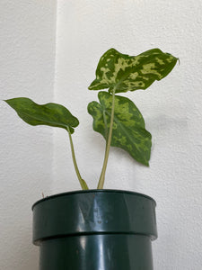 Caladium Praetermissum - Hilo Beauty