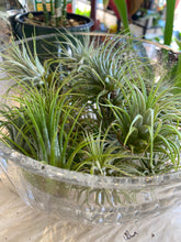 Load image into Gallery viewer, Ionatha Airplant - Sky Plant
