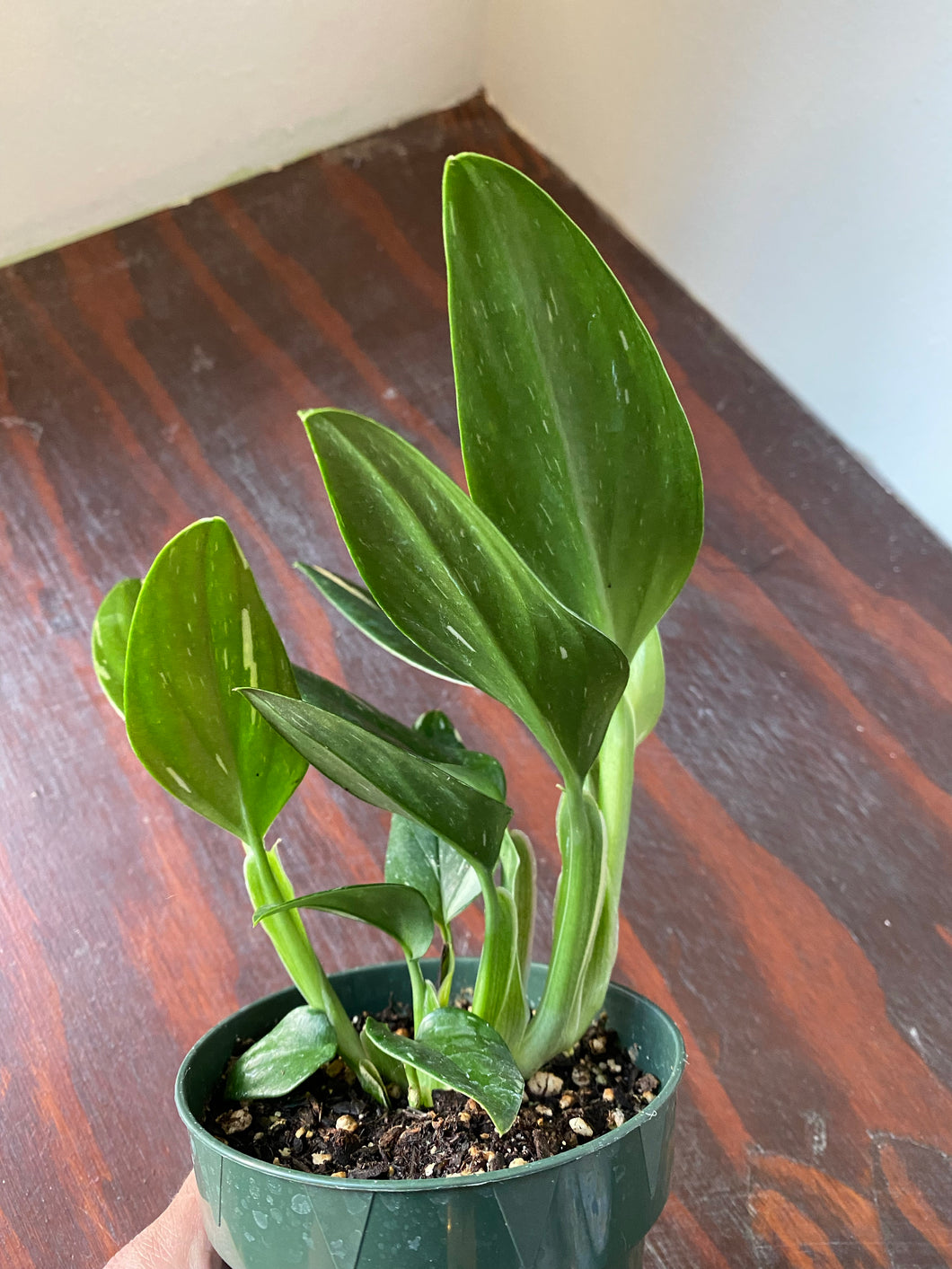 Monstera Standleyana Albo 4