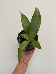 Sansevieria Trifasciata - Moonglow - Snake Plant