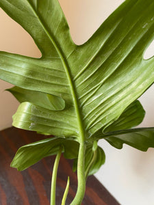 Philodendron Laciniatum