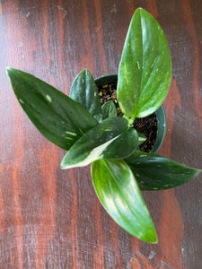 Monstera Standleyana Albo 4"