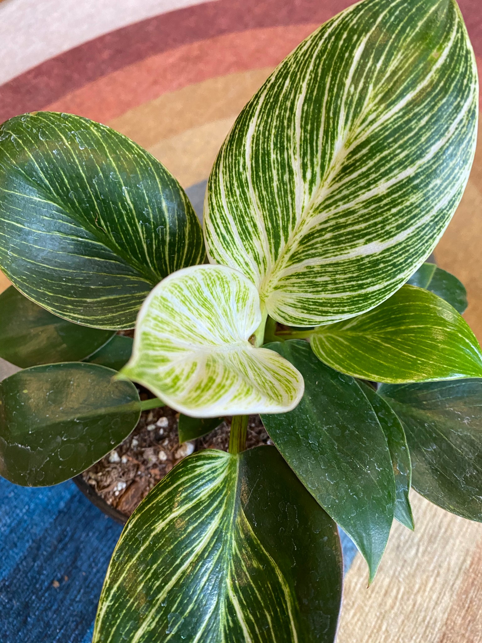 philodendron birkin red congo Philodendron Birkin – WILDEHAUS