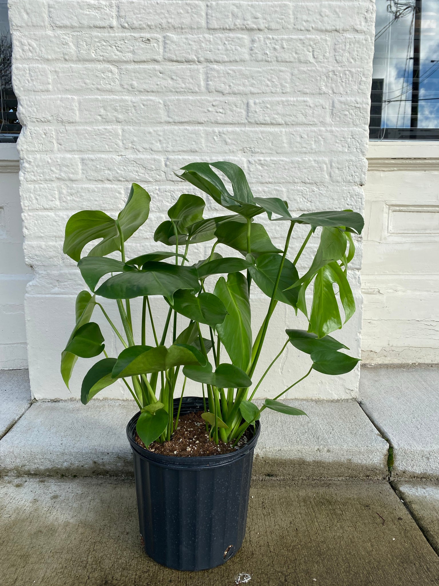 Monstera délicieuse : Monstera deliciosa