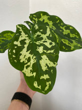 Load image into Gallery viewer, Caladium Praetermissum - Hilo Beauty