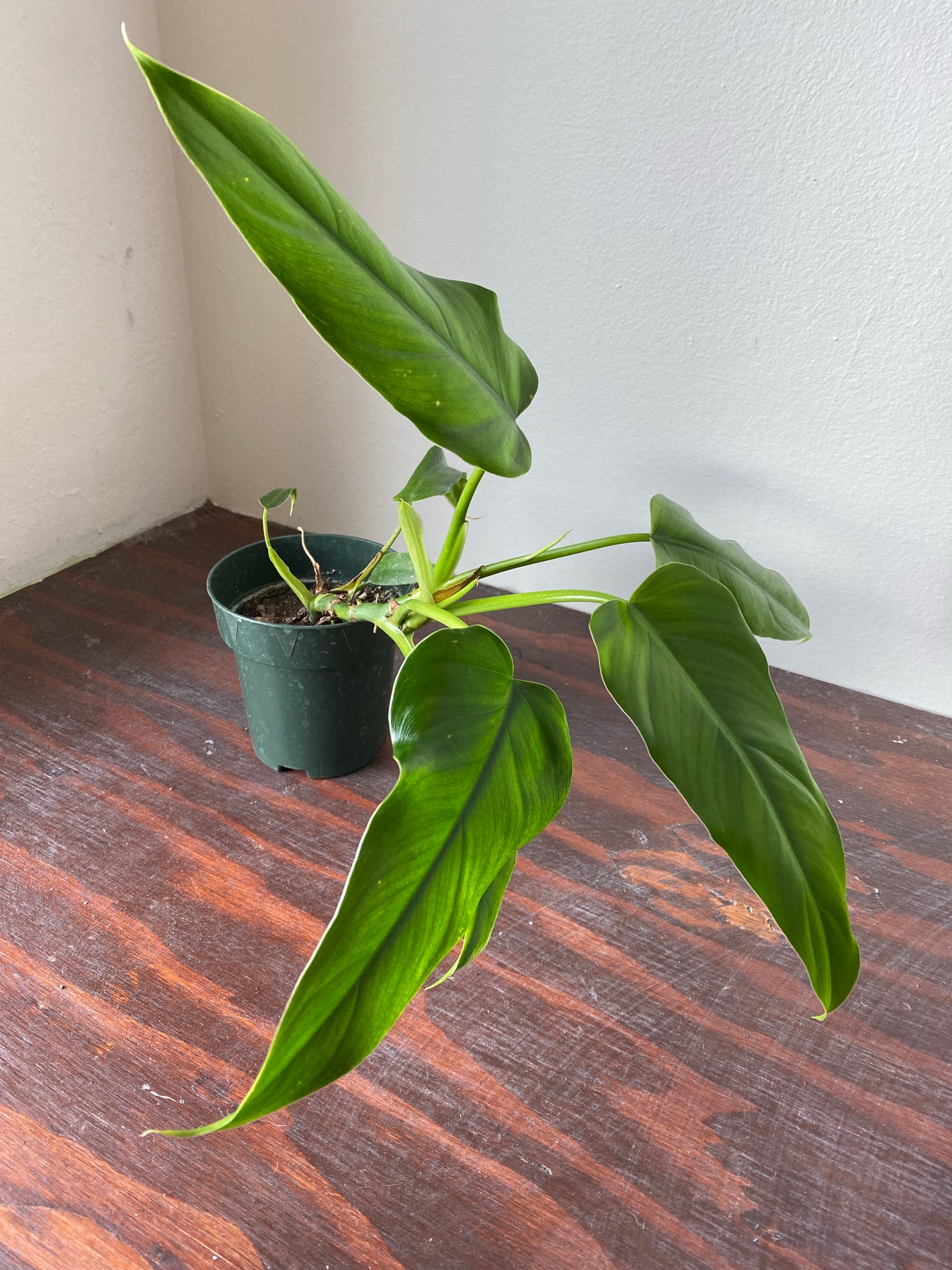 philodendron domesticum care Philodendron Domesticum