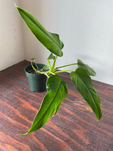 Philodendron Domesticum - local pickup