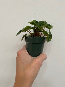 Peperomia - Assorted - 2"