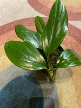 Load image into Gallery viewer, Rhaphidophora Decursiva