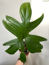Load image into Gallery viewer, Philodendron Laciniatum