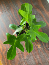 Load image into Gallery viewer, Philodendron Laciniatum
