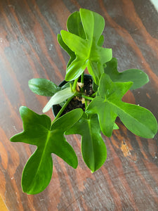 Philodendron Laciniatum