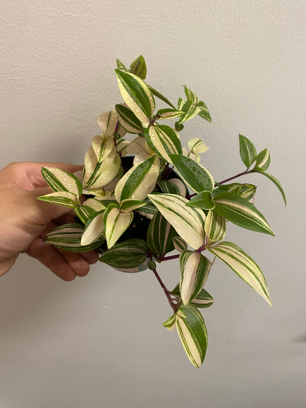 Tradescantia Fluminensis - Wandering Dude