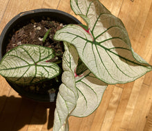 Load image into Gallery viewer, Caladium - Moonlight