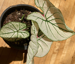Caladium - Moonlight