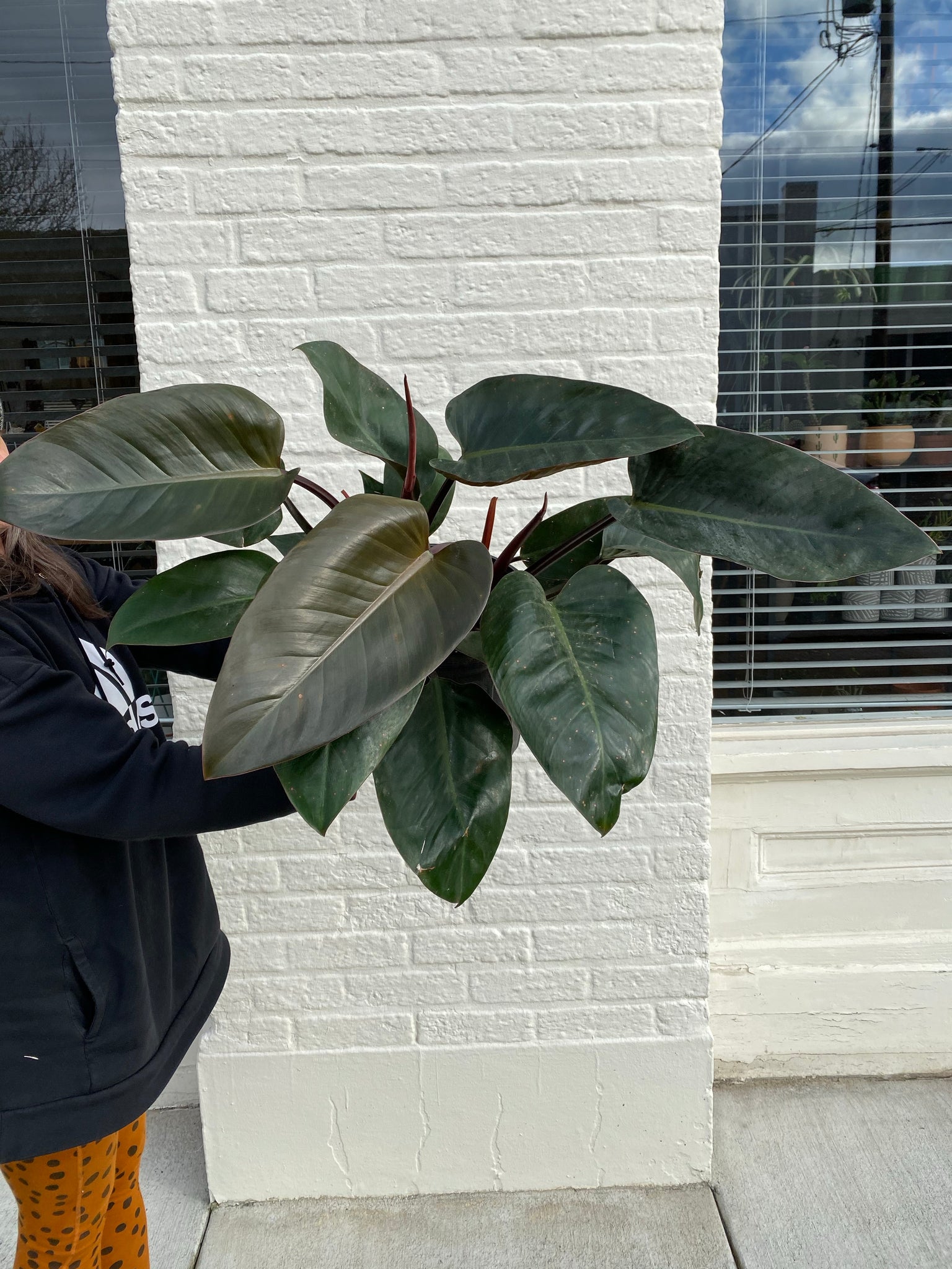 philodendron 'rojo congo' leaves Philodendron Rojo Congo