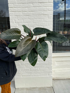Philodendron Rojo Congo - Red Congo