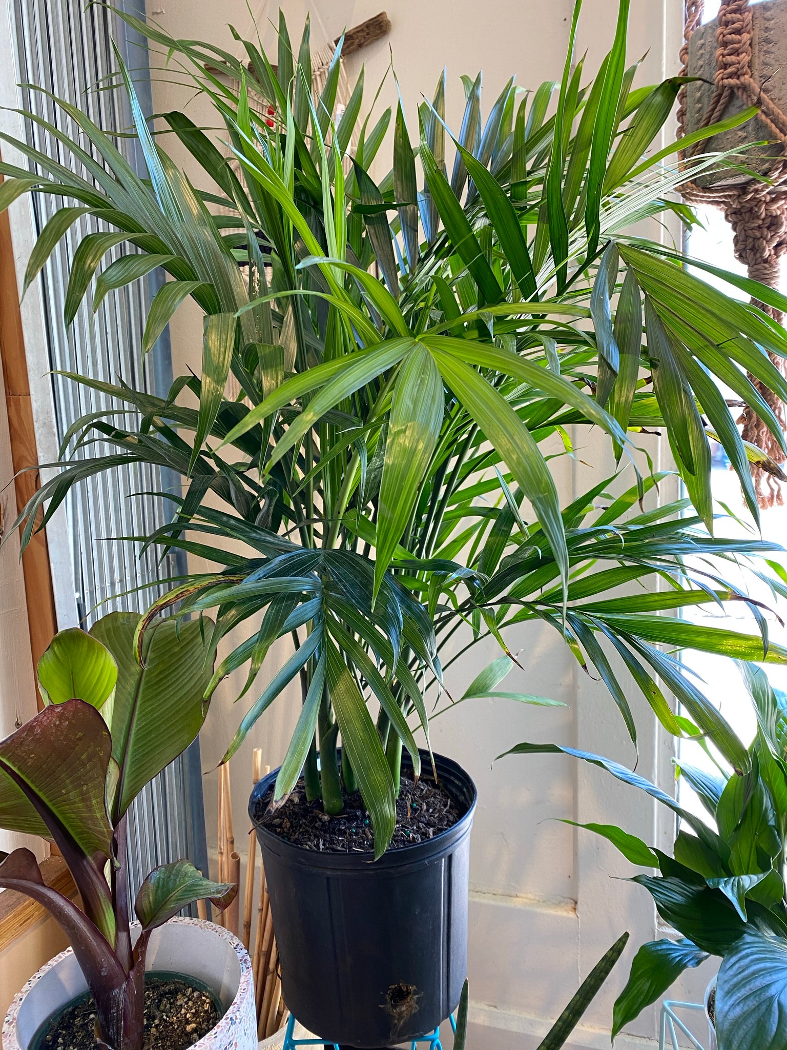 ravenea plant indoor Ravenea Rivularis