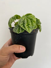 Load image into Gallery viewer, Peperomia - Ripple