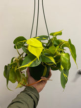 Load image into Gallery viewer, Philodendron Scandens - Brasil