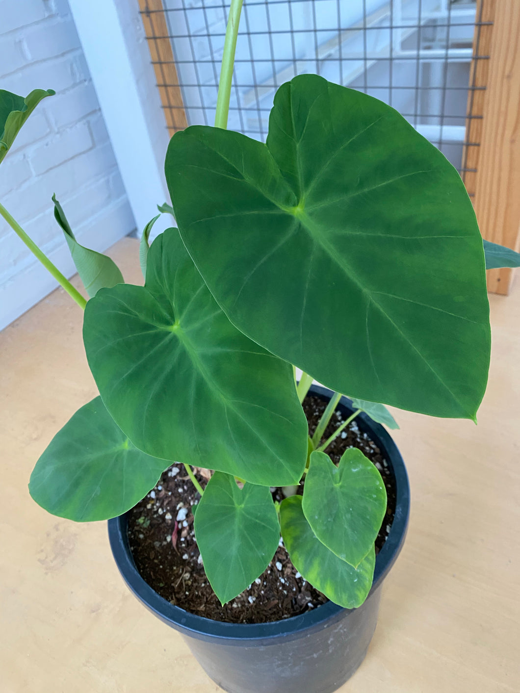 elephant ears plant portland Colocasia