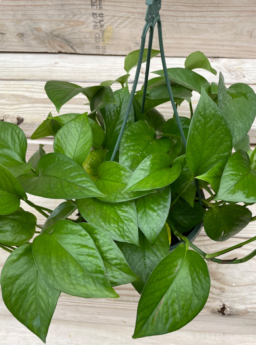 jade pothos plants Epipremnum Aureum