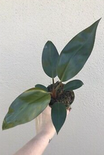 Load image into Gallery viewer, Philodendron Rojo Congo - Red Congo