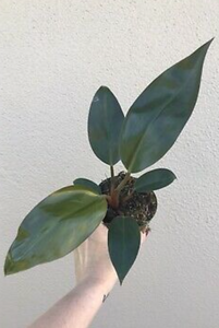 Philodendron Rojo Congo - Red Congo
