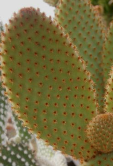 Opuntia Microdasys - Bunny Ears Cactus - Single Paddle