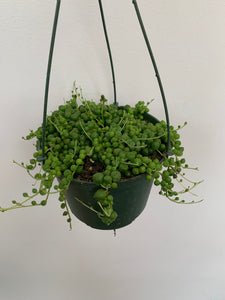 Senecio Rowleyanus - String of Pearls