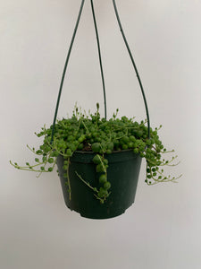 Senecio Rowleyanus - String of Pearls